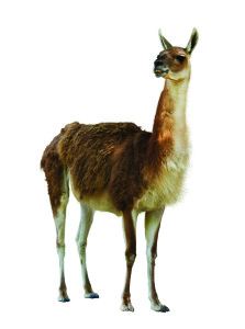 Standing guanaco. Isolated on white background