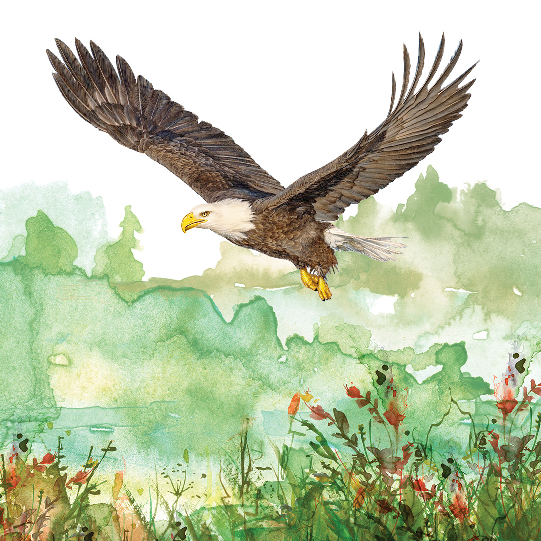 Watercolor Bald Eagle